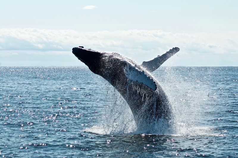 Colombo Private Tour - Whales, Mirissa