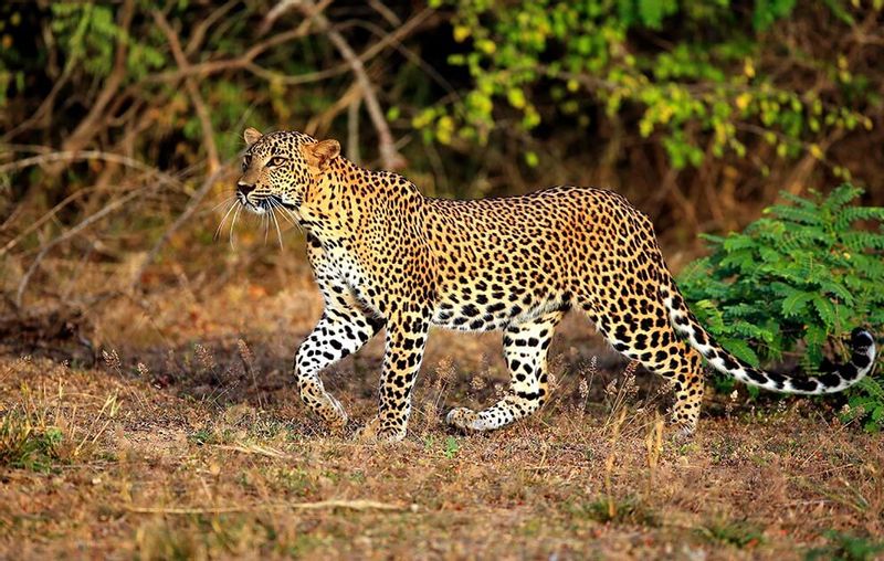 Colombo Private Tour - Yala National Park