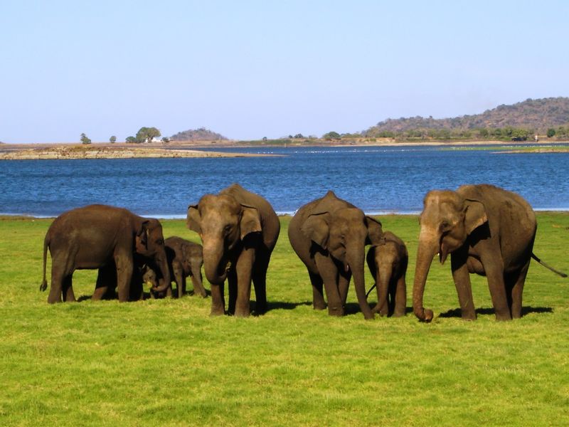 Colombo Private Tour - Yala National Park