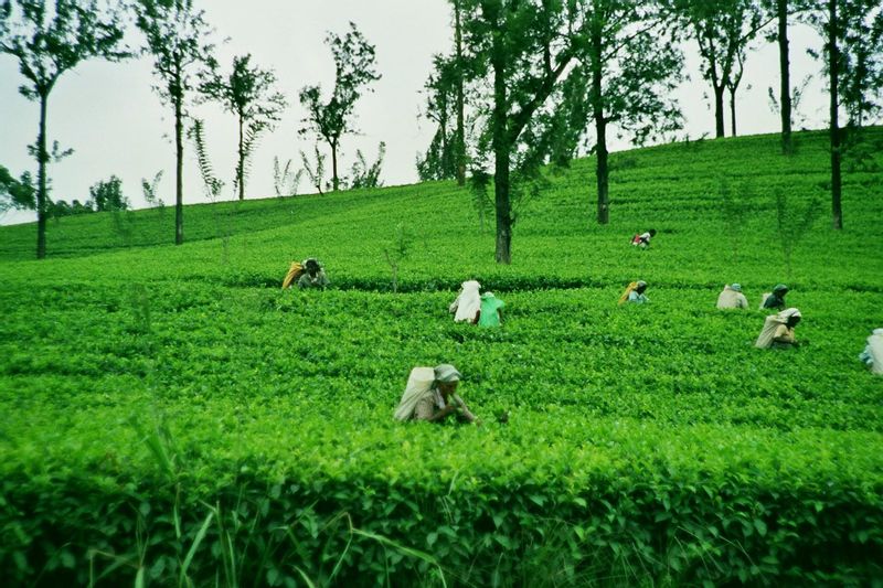 Colombo Private Tour - Tea plantations, Nuwara Eliyacave