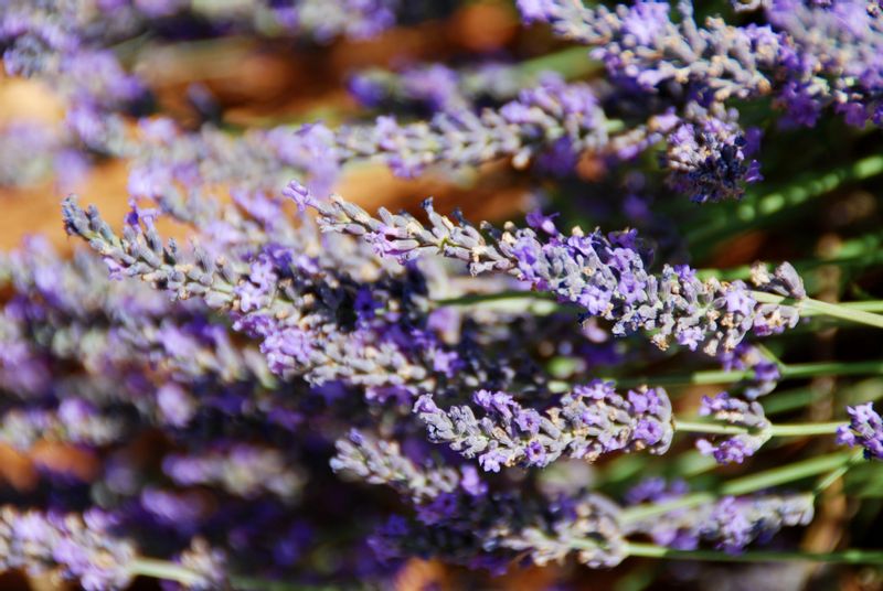 Aix en Provence Private Tour - Lavender