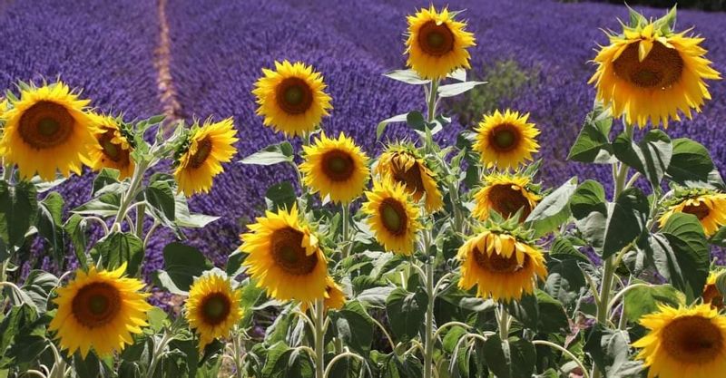 Aix en Provence Private Tour - lavender sunflower fields