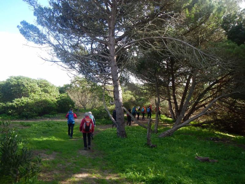 Lisbon Private Tour - Pine trees