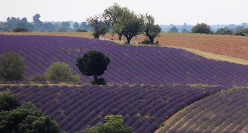 Marseille Private Tour - Lavender Field