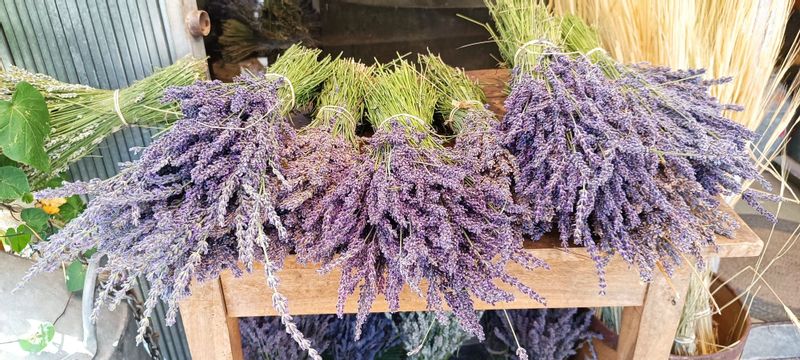 Marseille Private Tour - Lavender