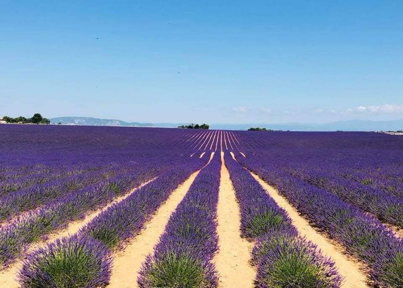 Marseille Private Tour - Lavender field