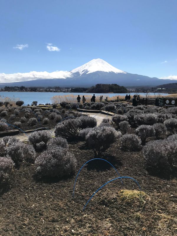 Mount Fuji Private Tour - This picture was taken from Oishi Park right by Lake Kawaguchi, where you could enjoy the boat ride with this gorgeous view of snow covered mountain.