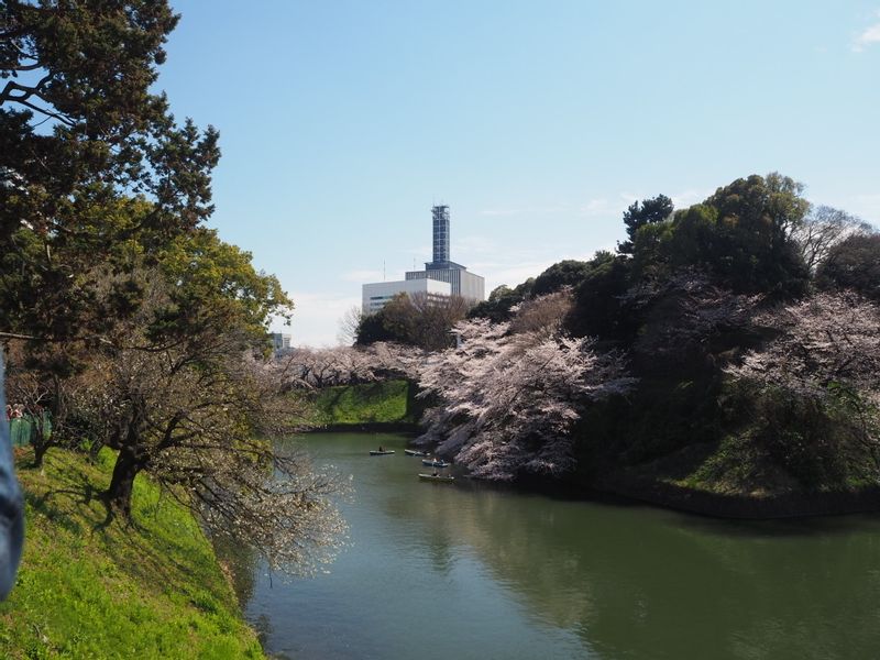 Tokyo Private Tour - Cherry Blossom in Full Bloom