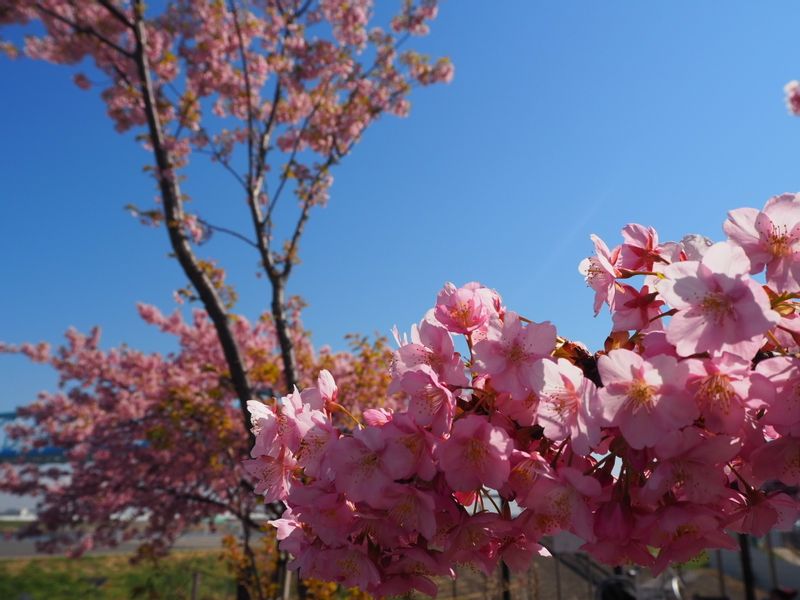 Tokyo Private Tour - Cherry Blossom in Full Bloom