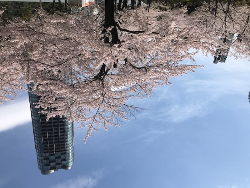 Tokyo Private Tour - Cherry Blossom in Full Bloom