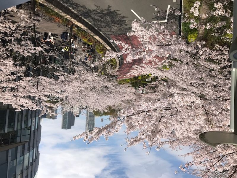 Tokyo Private Tour - Cherry Blossom in Full Bloom