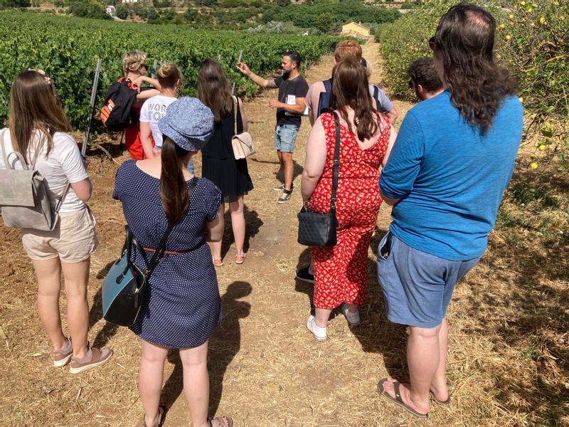 Malaga Private Tour - vineyard guided visit