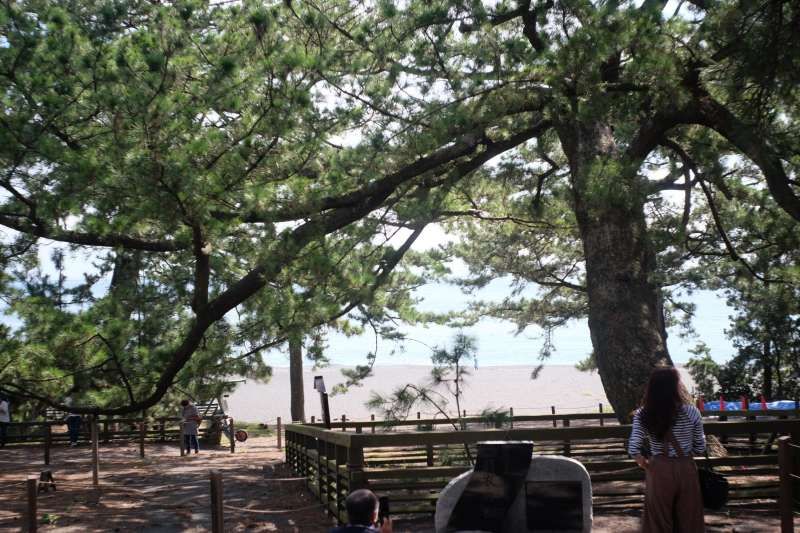 Shimizu Private Tour - The legendary "Hagoromo" pine tree at the Miho beach