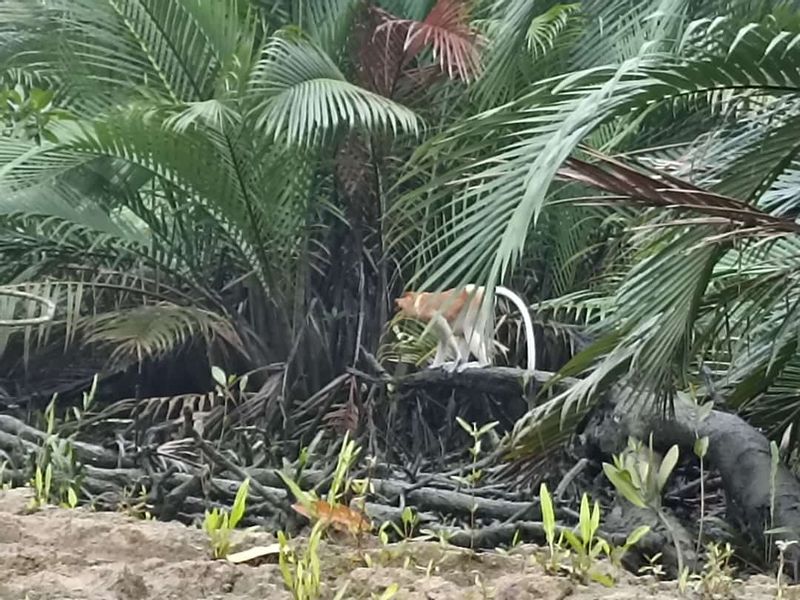 Bandar Seri Begawan Private Tour - Proboscis Monkey at the Mangrove Forest