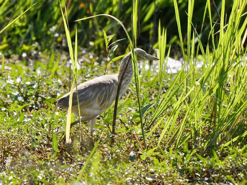 Livingstone Private Tour - A Bird in Lochinvar National Park