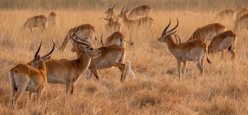 Livingstone Private Tour - Kafue Lechwe