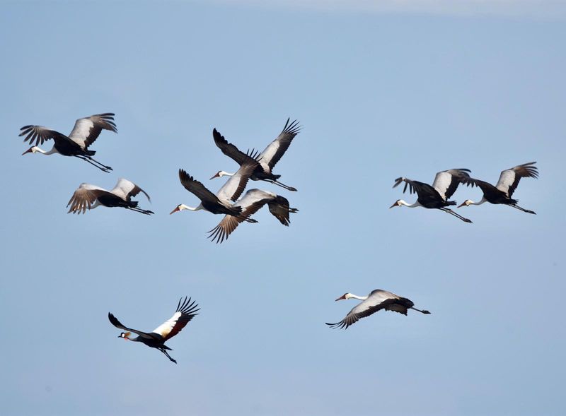 Livingstone Private Tour - Bird of the air in Lochinvar National Park