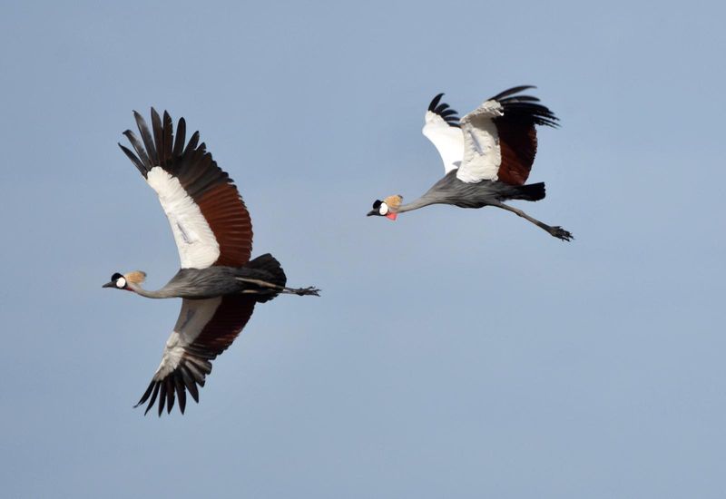 Livingstone Private Tour - Master bird of Lochinvar National Park