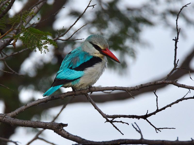 Livingstone Private Tour - Beautiful bird