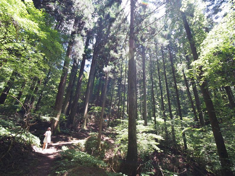 Mount Koya Private Tour - null