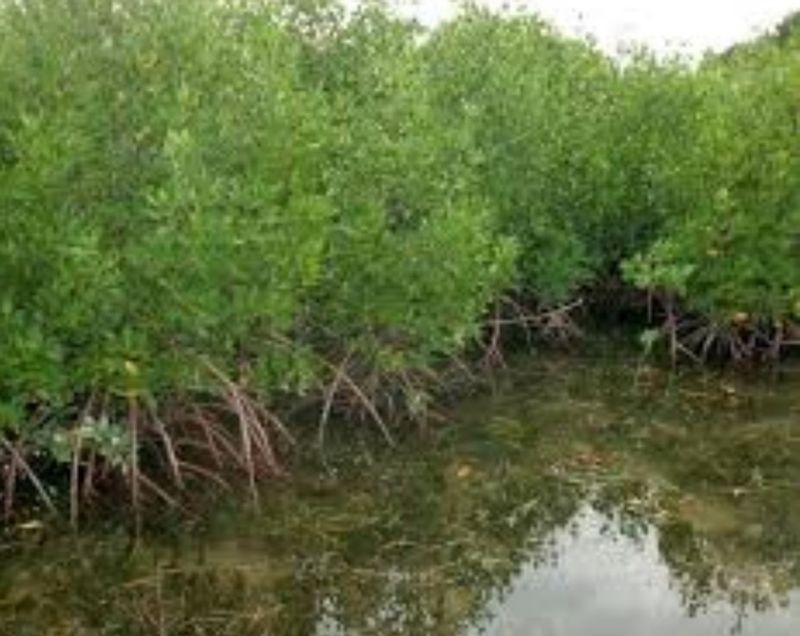 Jakarta Private Tour - One of variety of mangrove tree 