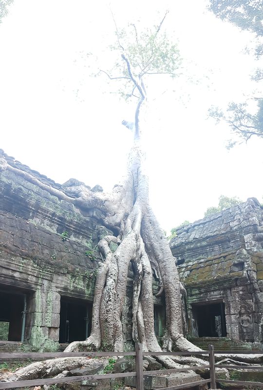 Siem Reap Private Tour - Tomb raider of Ta prom