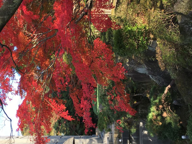 Aichi Private Tour - Nagoya castle in Autumn.