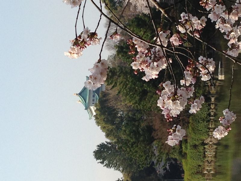 Aichi Private Tour - Looking over the top of Castle tower with pretty cherry blossoms