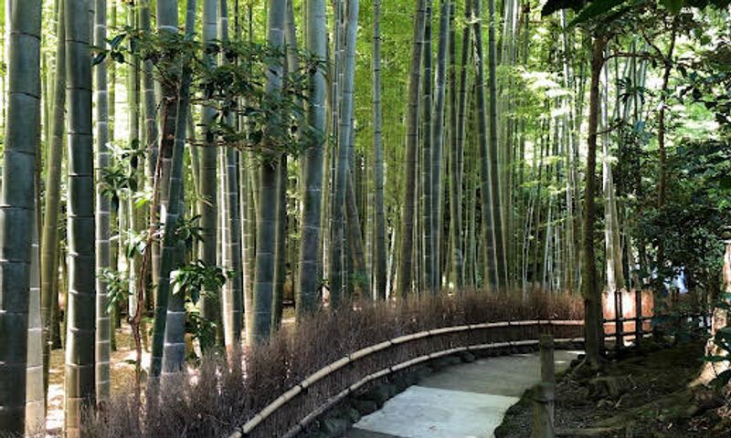 Kamakura Private Tour - Gorgeous bamboo forest of Hokoku-ji Temple