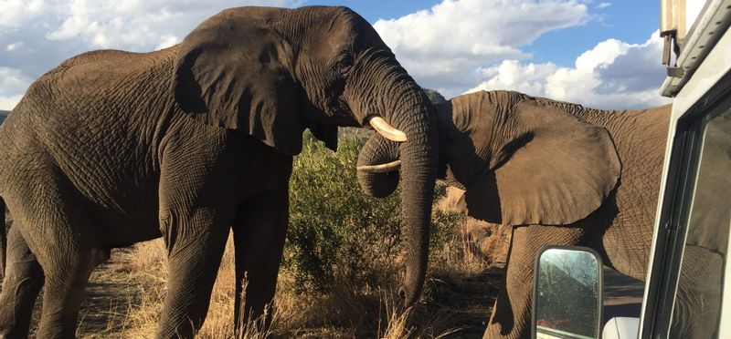 Johannesburg Private Tour - Pilanesberg Elephants interaction 