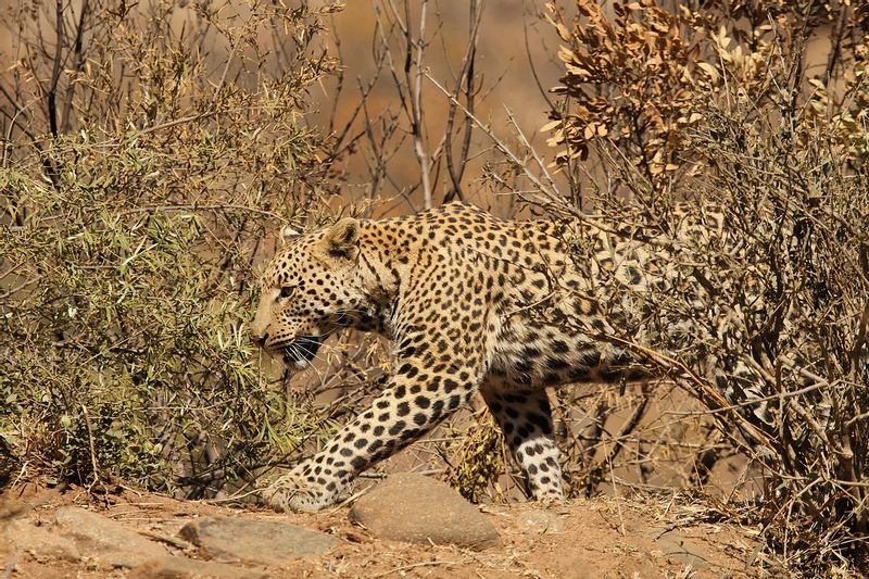 Johannesburg Private Tour - Pilanesberg Leopard