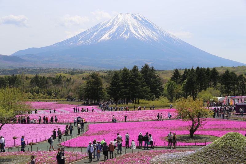 Tokyo Private Tour - Beyond a carpet of moss phlox is Mt. Fuji. Shiba-sakura Festival is held only from Mid April to Mid May. During this period, destination will be changed to Lake Motosuko where the Shiba-sakura Festival is held.