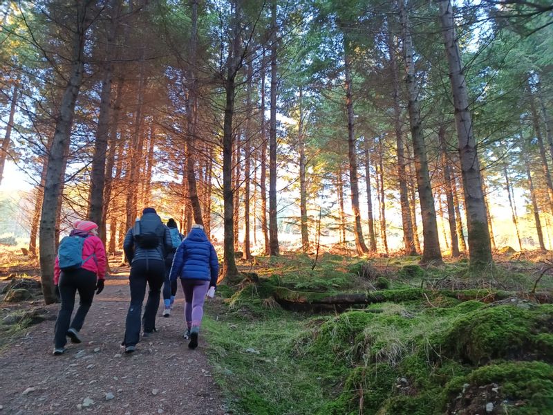 Dublin Private Tour - Walking in Wicklow woodlands