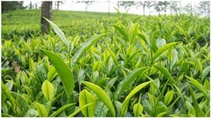 Tanga Private Tour - Tea leaves at Amani Nature Reserve 