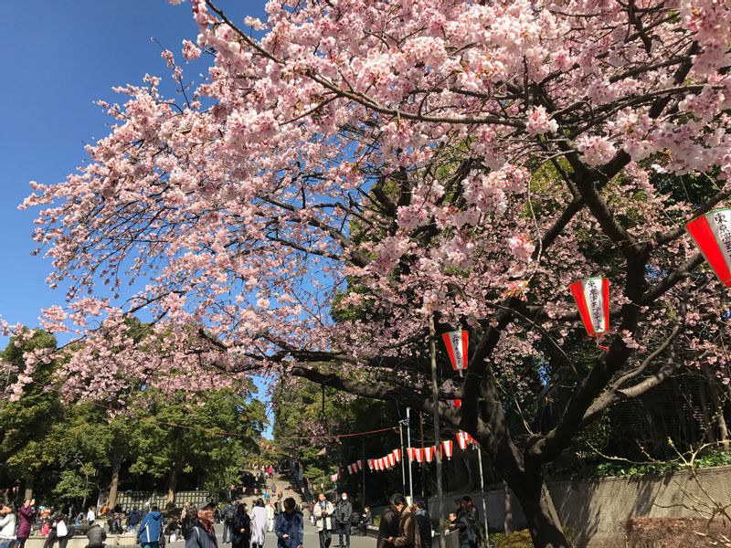 Tokyo Private Tour - Cherry Blossoms at Ueno Park