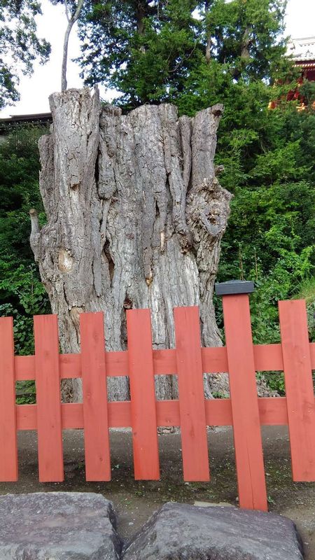 Kanagawa Private Tour - A big Ginko Tree related to a historical incident.