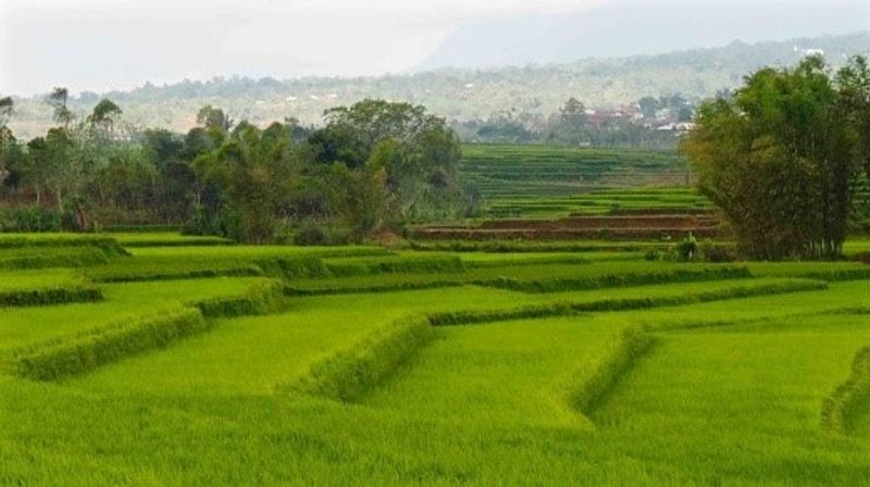 East Nusa Tenggara Private Tour - Ricefield on the way to Ende