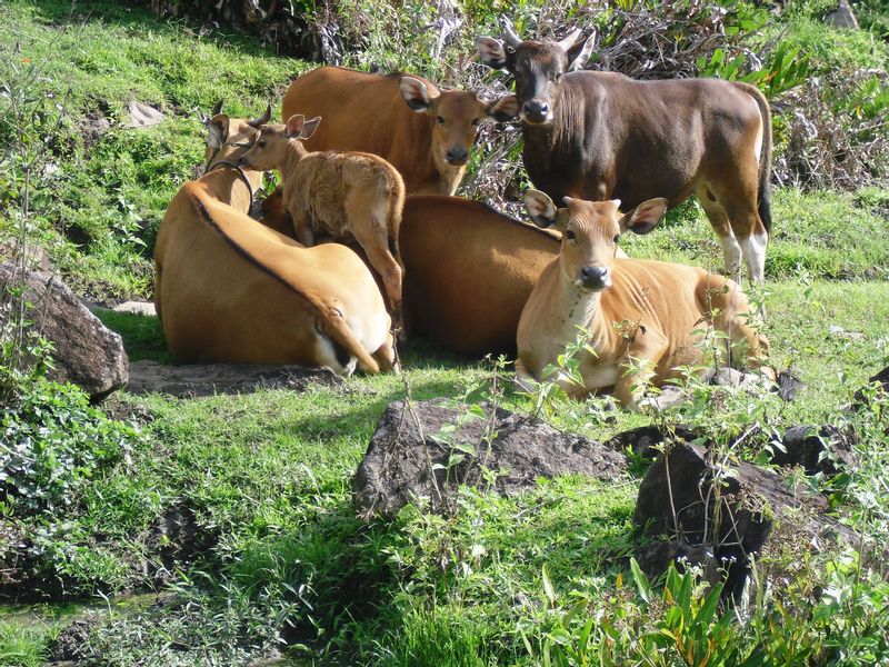 East Nusa Tenggara Private Tour - Caws at Mutulo'o