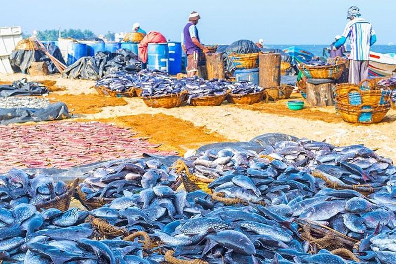 Colombo Private Tour - Negombo, Fishing Village