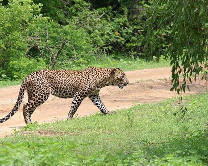 Colombo Private Tour - Yala National Park