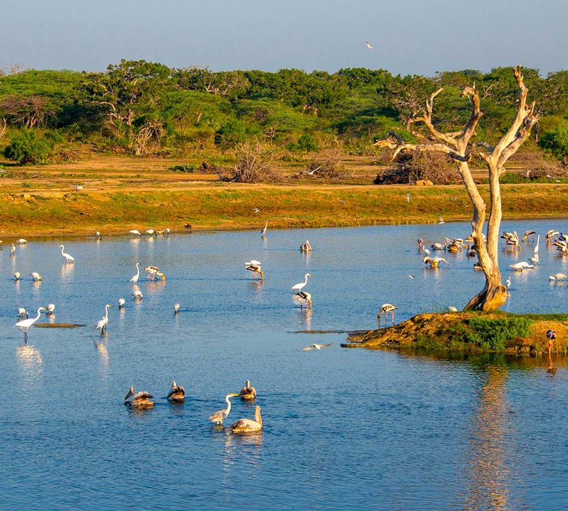 Colombo Private Tour - Bundala National Park