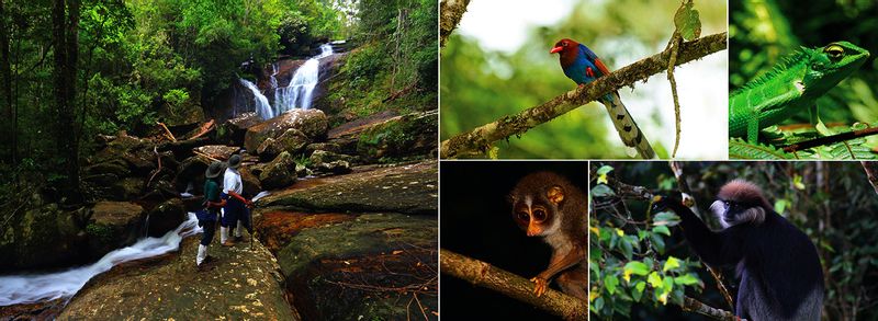 Colombo Private Tour - Sinharaja Rainforest