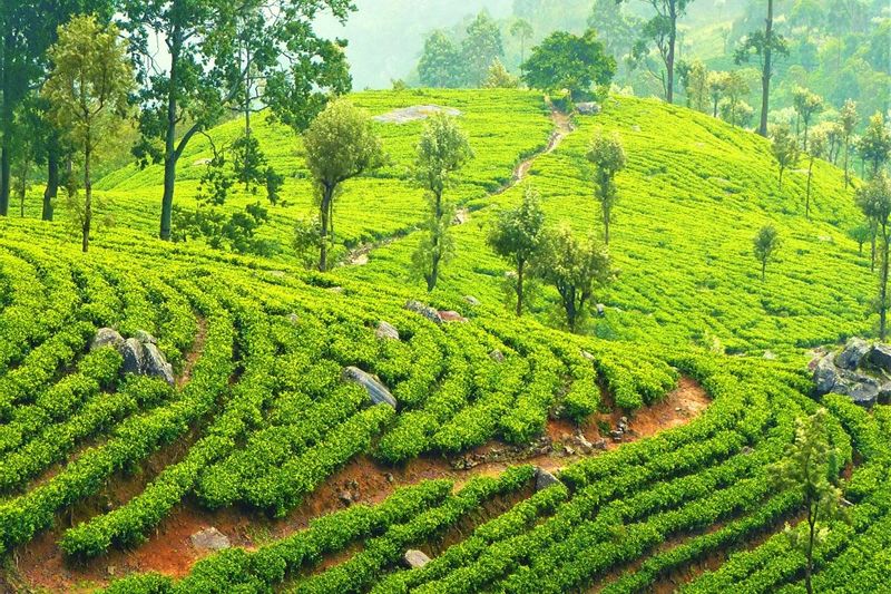 Colombo Private Tour - Nuwara Eliya, Tea Plantation