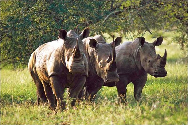 Tanga Private Tour - Rhinos at Mkomazi