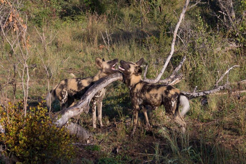 Tanga Private Tour - Wild Dogs at Mkomazi national park