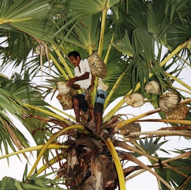 East Nusa Tenggara Private Tour - The process of tapping palm juice from lontar palm trees