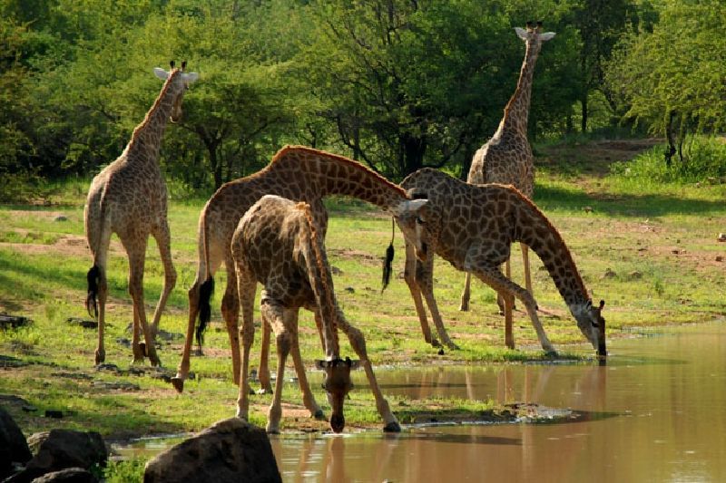 Tanga Private Tour - Gerraffe drinking at Saadani National park 