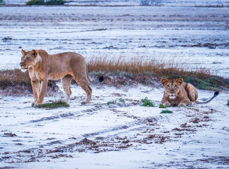 Tanga Private Tour - Lions at Saadani National park 