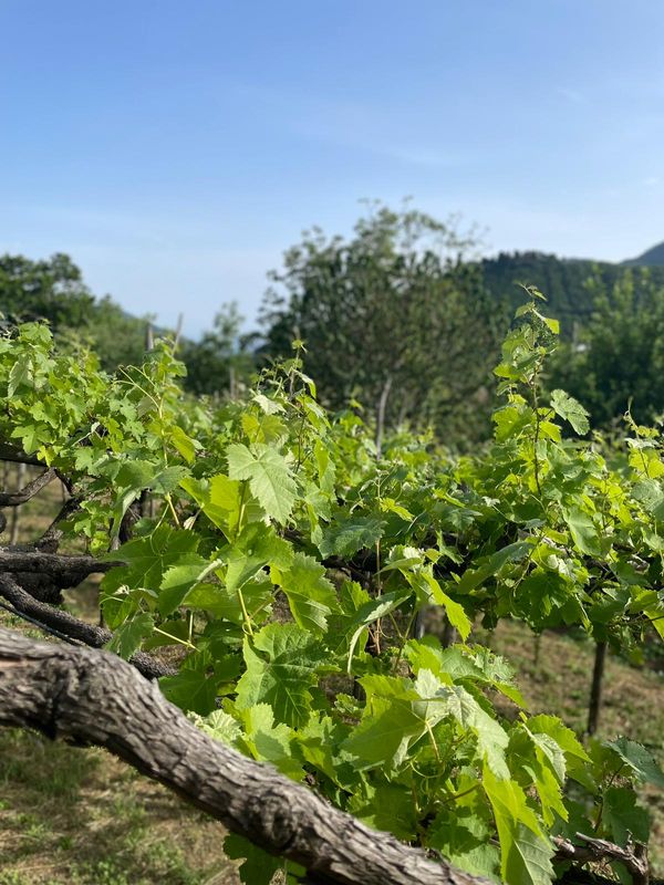 Naples Private Tour - Vineyard