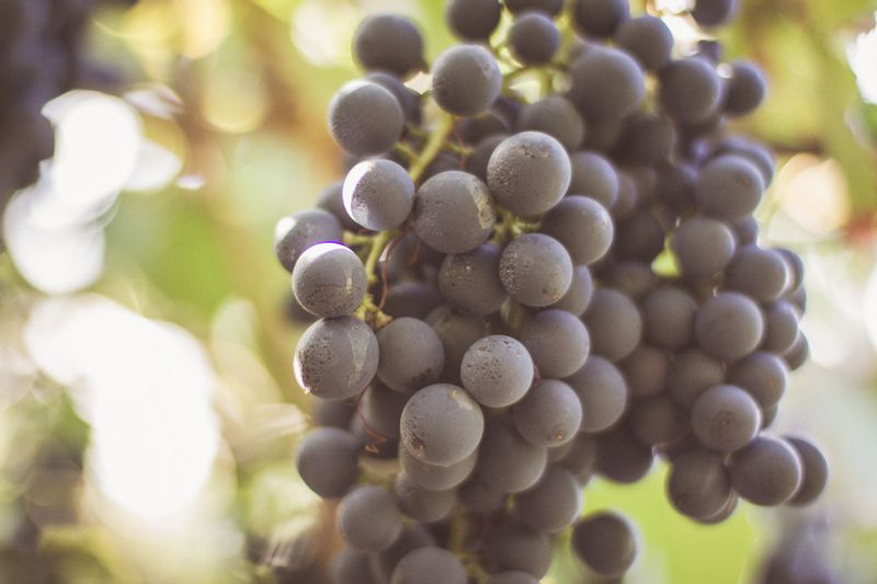 Naples Private Tour - Delicious red grapes